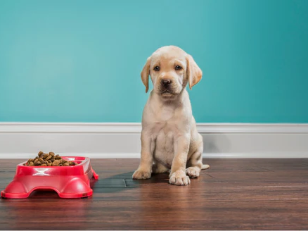 Luxury vinyl flooring and pets- why it’s a great option!