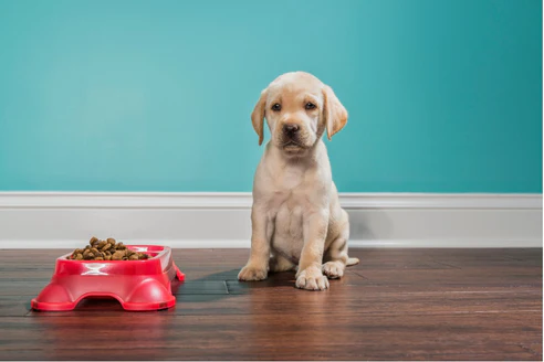 Luxury vinyl flooring and pets- why it’s a great option!